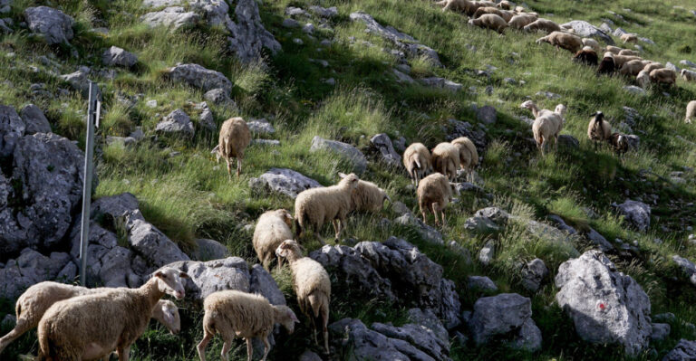 Ενημερώθηκαν τα Κοινοτικά Συμβούλια από τις Κτηνιατρικές Υπηρεσίες