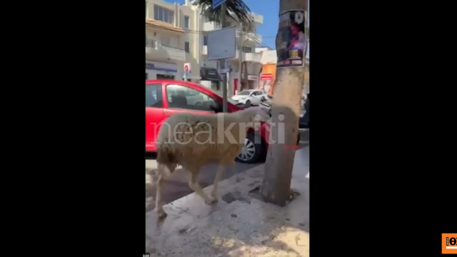 Βίντεο: Πρόβατο έκανε... βόλτες στο κέντρο του Ηρακλείου Κρήτης για ώρες