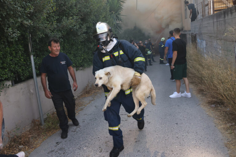 Μέσα στους καπνούς και τη φωτιά: Η στιγμή που πυροσβέστης σώζει σκύλο στο Ηράκλειο