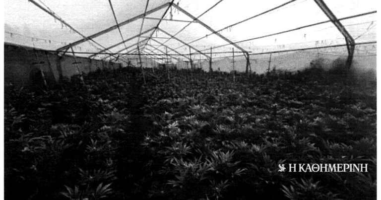 Σπόροι κάνναβης από την Ολλανδία και μέτρα αντιπαρακολούθησης