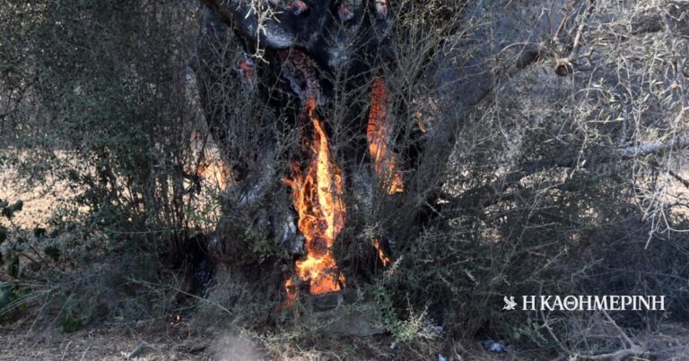 Κορινθία: Συνελήφθη 57χρονη για εμπρησμό από πρόθεση