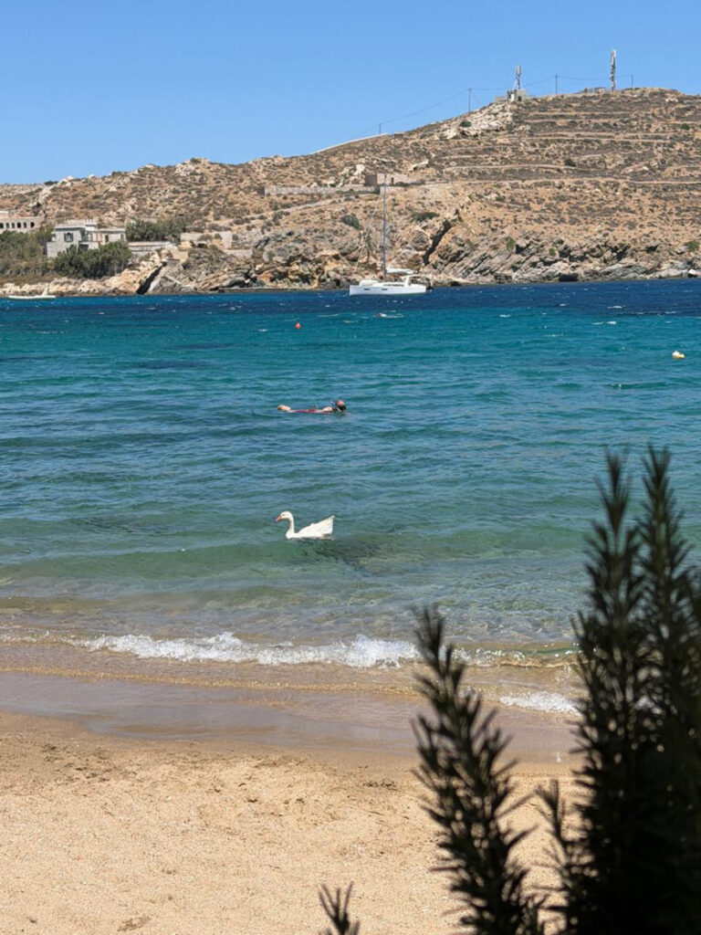 Ο χήνος που δίχασε τη Σύρο: Αντιδράσεις, καταγγελίες και η απόφαση του Δήμου για το Αχλάδι
