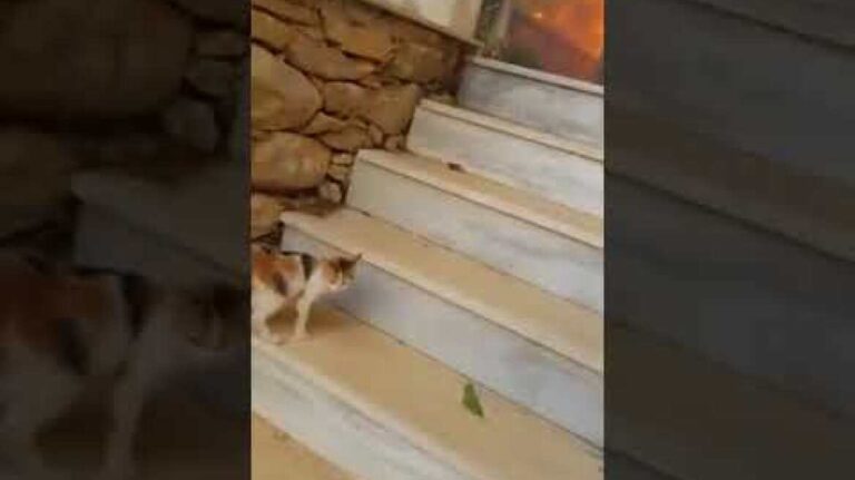 Footage from the recent bushfire tragedy