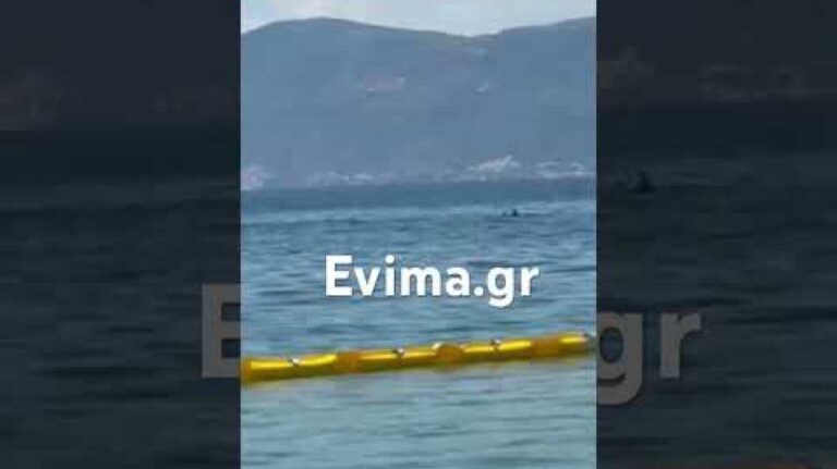 Δελφίνια σε παραλία της Εύβοιας