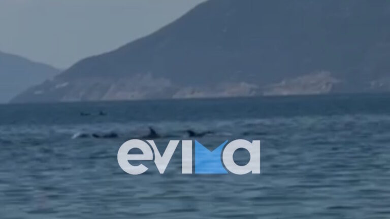 Δελφίνια σε απόσταση αναπνοής από τον κόσμο που έκανε μπάνιο στην Εύβοια