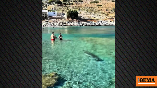 Φώκια εμφανίστηκε σε παραλία της Σύμης και κολύμπησε δίπλα στους λουόμενους, δείτε βίντεο