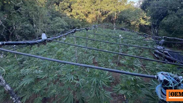 Εντοπίστηκε χασισοφυτεία με 4.000 δενδρύλλια σε χωριό της Λαμίας, τρεις συλλήψεις μετά την έφοδο της ΕΛΑΣ