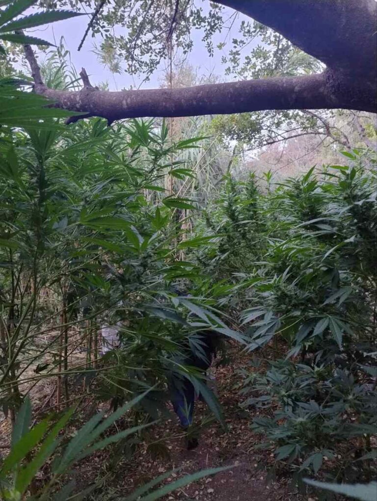 Συνελήφθη 62χρονος στο Ηράκλειο για καλλιέργεια δενδρυλλίων κάνναβης, έφταναν σε ύψος τα 3,5 μέτρα
