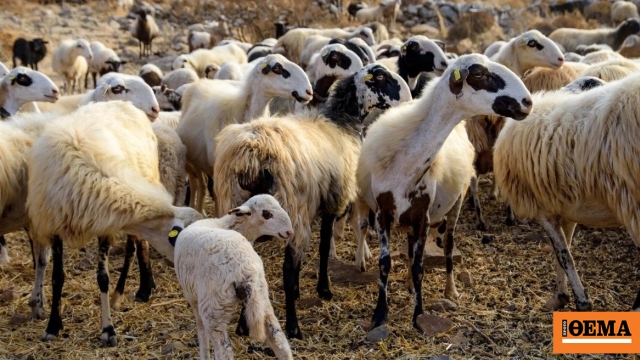 Η Ελλάδα ανακτά το επίσημο καθεστώς χώρας απαλλαγμένης από την πανώλη μικρών αιγοπροβάτων