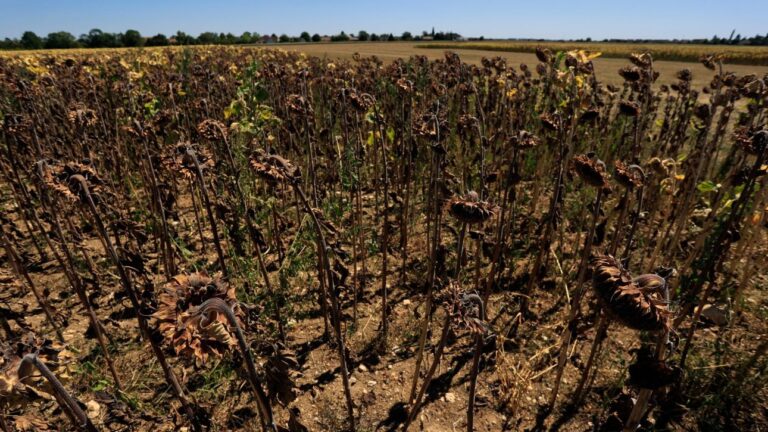 Ρεκόρ ζέστης με 40 βαθμούς Κελσίου στην Αυστρία - Εξαιρετικά ξηρός μήνας ο Ιούλιος