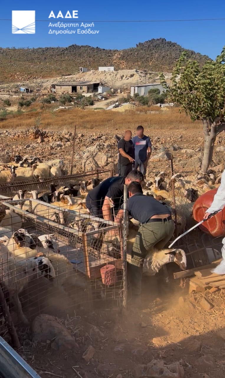 ΑΑΔΕ: Πρώτος μαζικός έλεγχος για αγροτικές επιδοτήσεις στην Κρήτη - Προσήλθαν μόνο 75 από τους 195 κτηνοτρόφους