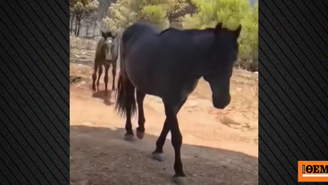 Συγκινητικό βίντεο: Τα άλογα που έφυγαν τρομαγμένα από τη φωτιά στη Δυτική Αττική, πίνουν νερό από το χέρι πυροσβεστών