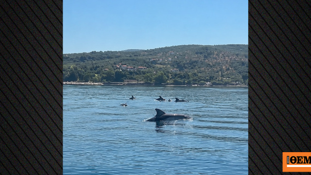 Δείτε βίντεο: Κοπάδι δελφινιών κολύμπησε δίπλα σε σκάφος στον Παγασητικό, «ένα όνειρο έγινε πραγματικότητα»