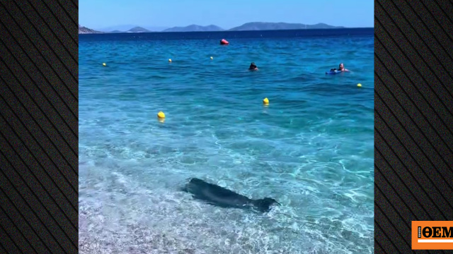 Βίντεο: Εμφανίστηκε φώκια στην Κινέτα, κολυμπούσε στα ρηχά δίπλα στους λουόμενους