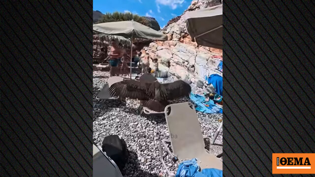 Εξαντλημένος γύπας προσγειώθηκε σε ξαπλώστρα σε πολυσύχναστη παραλία στα Σφακιά, δείτε βίντεο