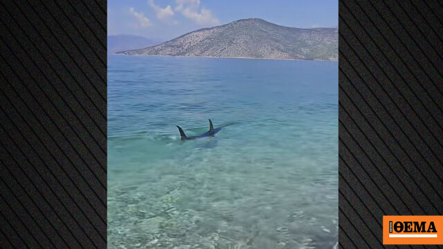 Τεράστιο ψάρι εμφανίστηκε στα ρηχά παραλίας στην Ψάθα, δείτε βίντεο