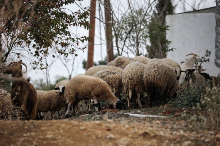 Στο... μαντρί για δύο χρόνια η κτηνοτροφία