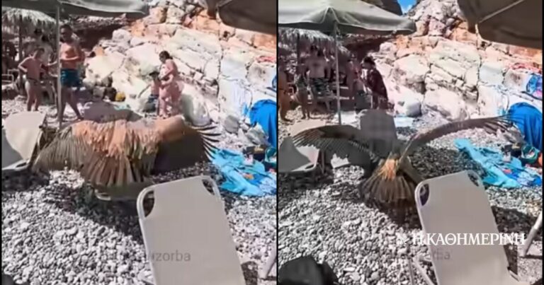 Σφακιά: Γύπας «προσγειώθηκε» σε πολυσύχναστη παραλία (βίντεο)