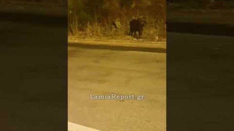LamiaReport.gr: Κοπάδι από αγριογούρουνα βόσκει ανέμελο δίπλα στα σπίτια στον Περιφερειακό